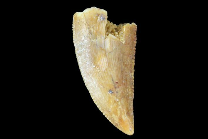 Serrated, Raptor Tooth - Real Dinosaur Tooth #90036